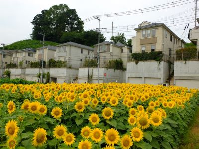 荏田東4丁目（ひまわり）
