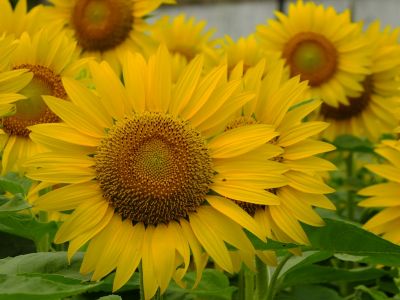 荏田東4丁目（ひまわり）
