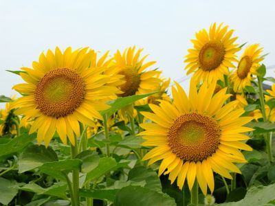 荏田東4丁目（ひまわり）
