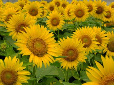 荏田東4丁目（ひまわり）
