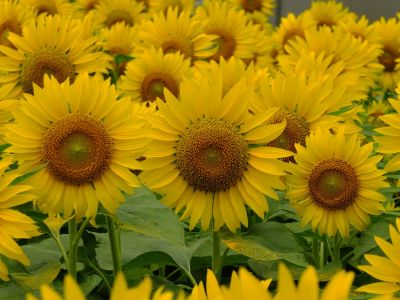 荏田東4丁目（ひまわり）
