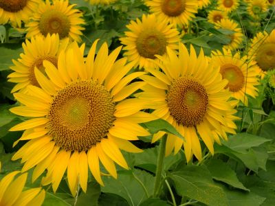 荏田東4丁目（ひまわり）
