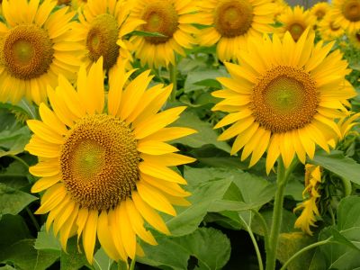 荏田東4丁目（ひまわり）
