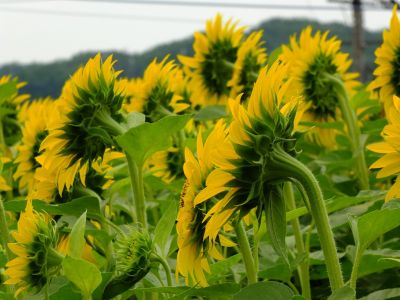 荏田東4丁目（ひまわり）
