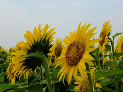 荏田東4丁目（ひまわり）
