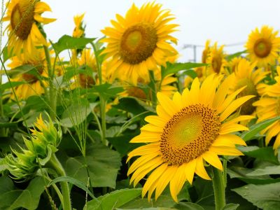 荏田東4丁目（ひまわり）
