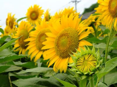 荏田東4丁目（ひまわり）
