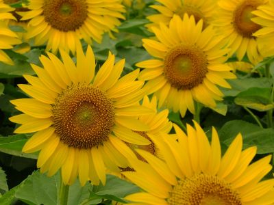 荏田東4丁目（ひまわり）
