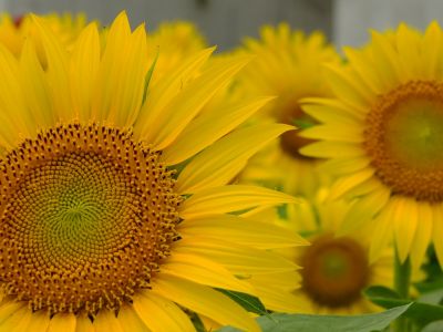 荏田東4丁目（ひまわり）
