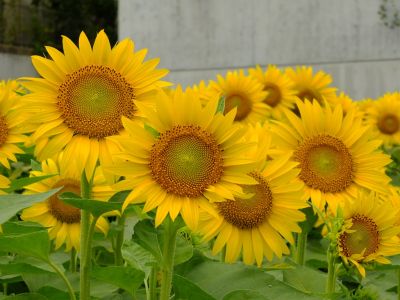 荏田東4丁目（ひまわり）
