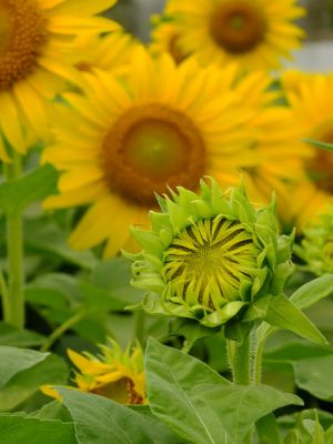 荏田東4丁目（ひまわり）
