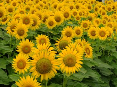 荏田東4丁目（ひまわり）
