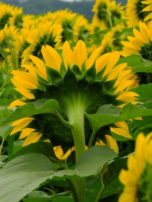 荏田東4丁目（ひまわり）
