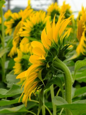 荏田東4丁目（ひまわり）
