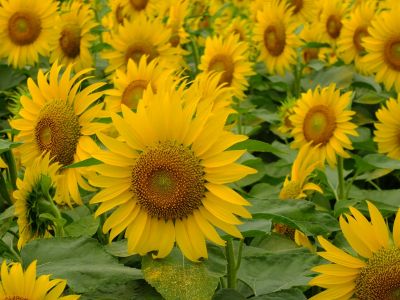 荏田東4丁目（ひまわり）
