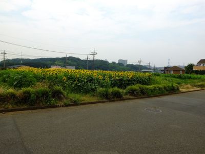 荏田東4丁目（ひまわり）
