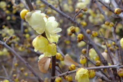 ろうばい（荏田東町）
