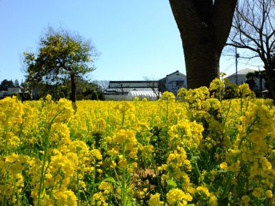 川和町駅前菜の花畑
