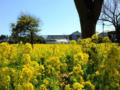 川和町駅前菜の花畑
