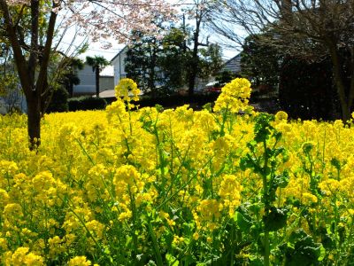 川和町駅前菜の花畑
