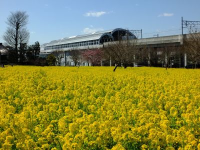 川和町駅前菜の花畑
