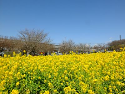 川和町駅前菜の花畑
