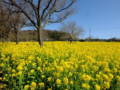 川和町駅前菜の花畑
