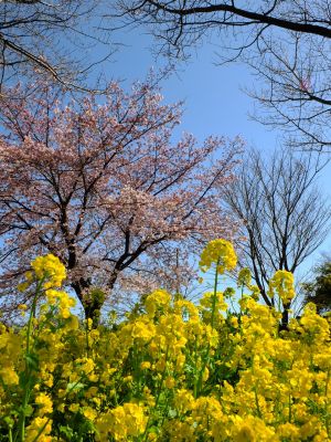 川和町駅前菜の花畑
