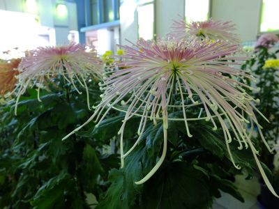 横浜市営地下鉄センター南駅（菊花展）
