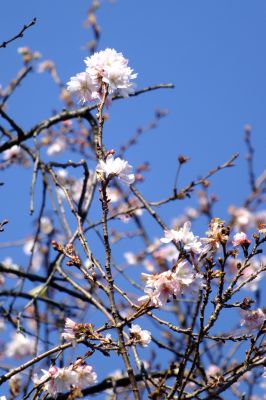 最乗寺（冬ざくら）
