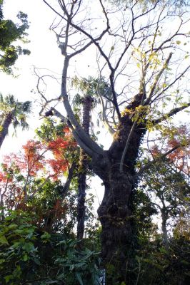龍雲寺（菩提樹）
