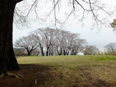八幡山公園の染井吉野
