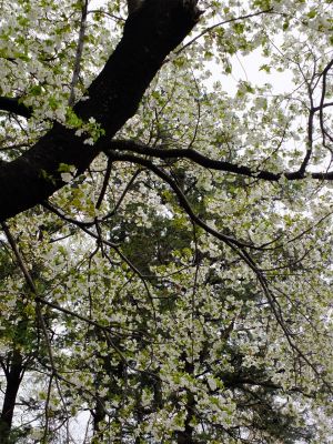 八幡山公園の大島桜
