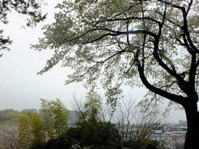 八幡山公園の大島桜

