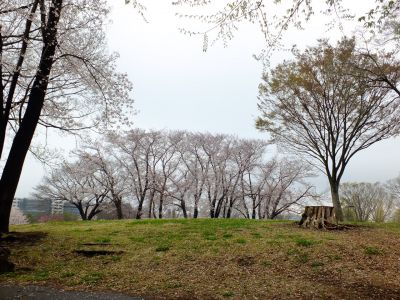 八幡山公園の染井吉野
