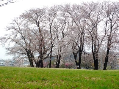 八幡山公園の染井吉野
