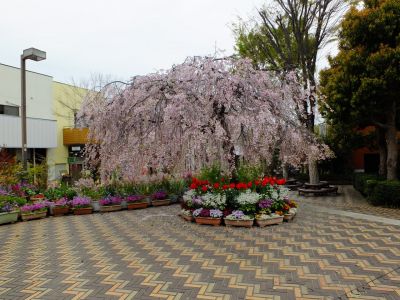 花のある商店街「えだきん」
