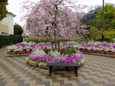 花のある商店街「えだきん」
