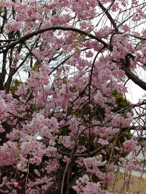 花のある商店街「えだきん」
