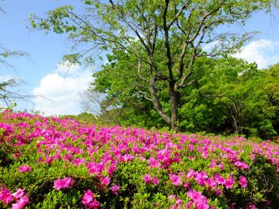 鴨池公園（つつじ）
