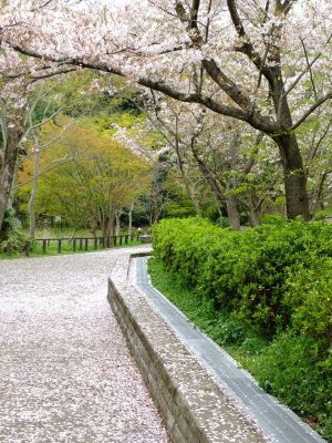 鴨池公園
