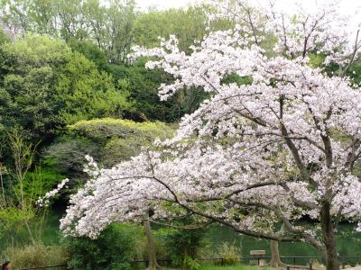 鴨池公園
