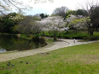 鴨池公園のさくら
