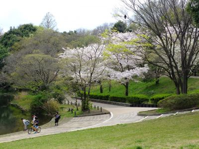 鴨池公園のさくら
