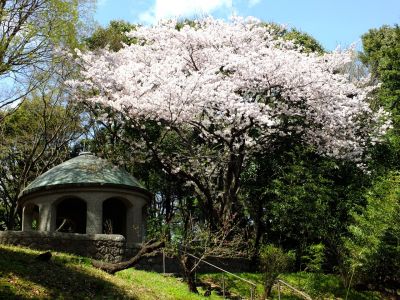 鴨池公園のさくら
