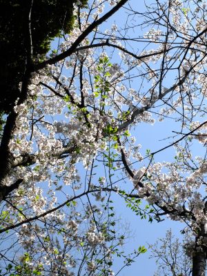 鴨池公園のさくら
