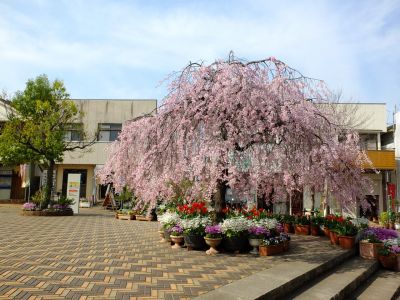 花のある商店街　荏田近隣センター（枝垂れ桜）
