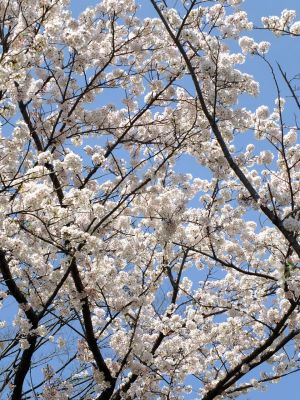 鴨池公園のさくら
