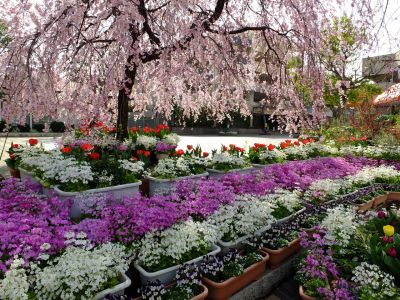 花のある商店街　荏田近隣センター（枝垂れ桜）
