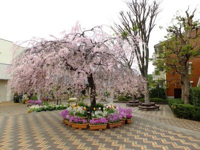花のある街荏田近隣センター（垂れ桜）
